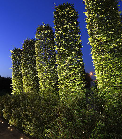 Big Scope Narrow 12V spot highlighting tall shrubs